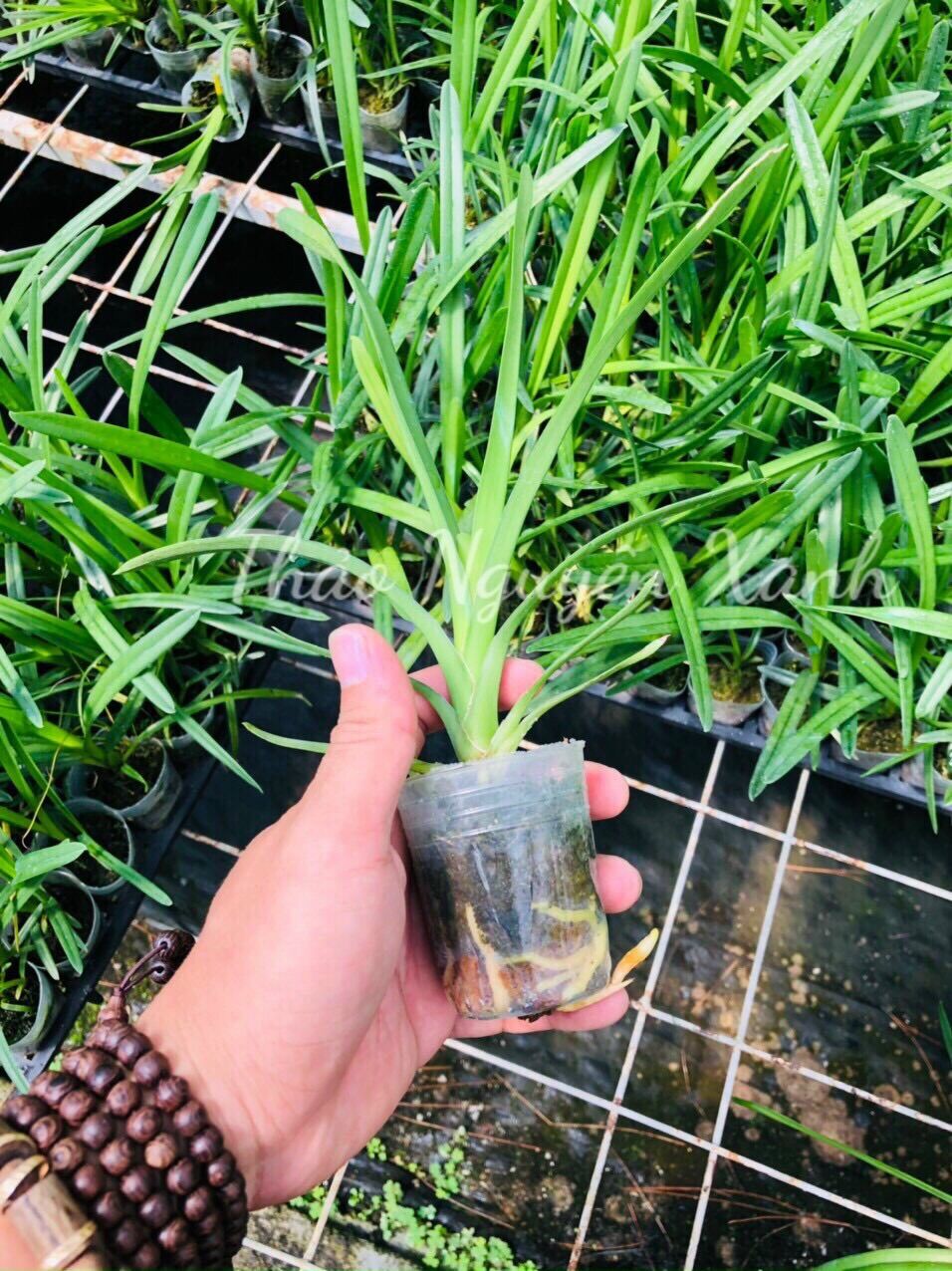 Kiếm Xanh Huế Gieo Hạt Cây Con Siêu Đẹp