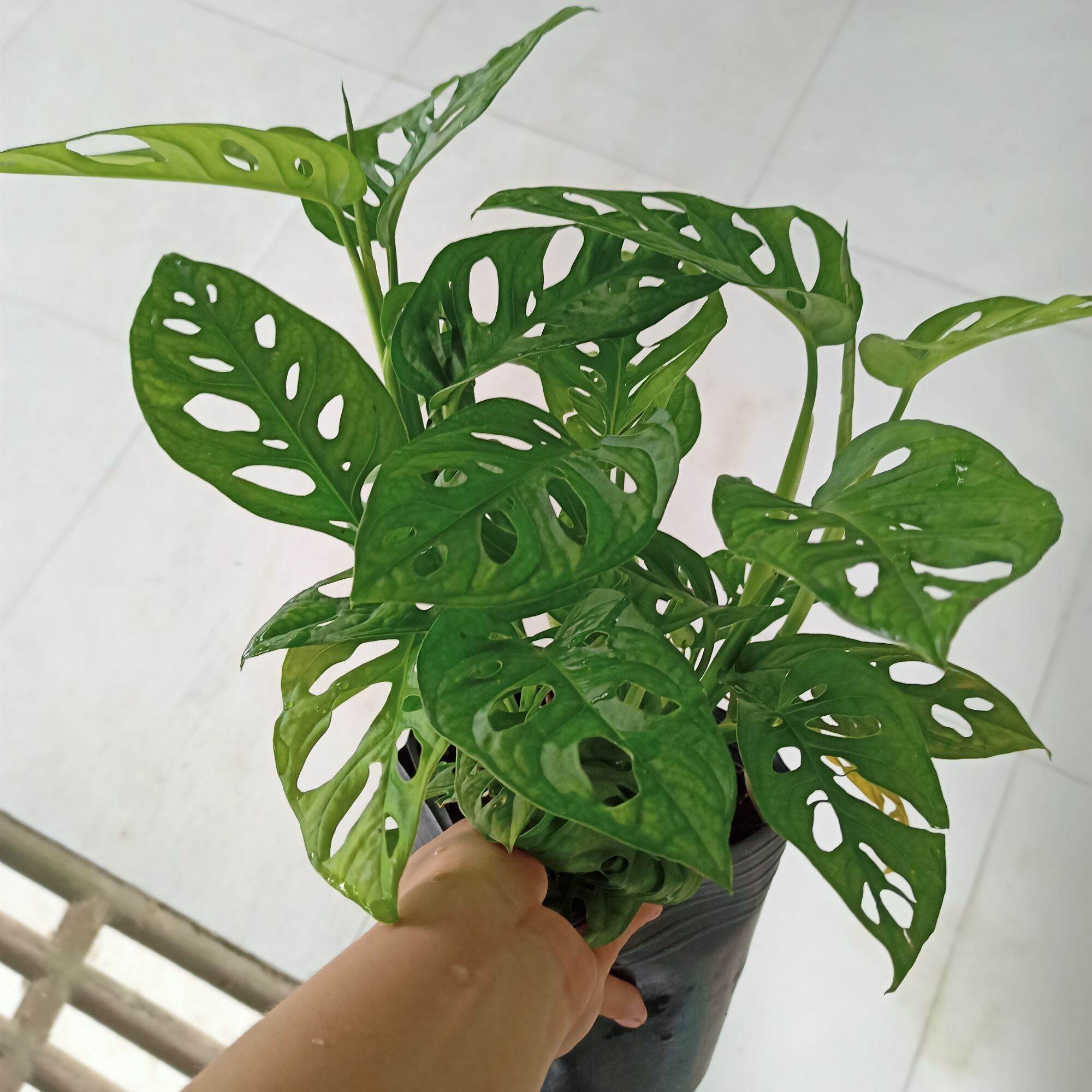 Cây trầu bà lỗ - Trầu bà cửa sổ - Summer Garden