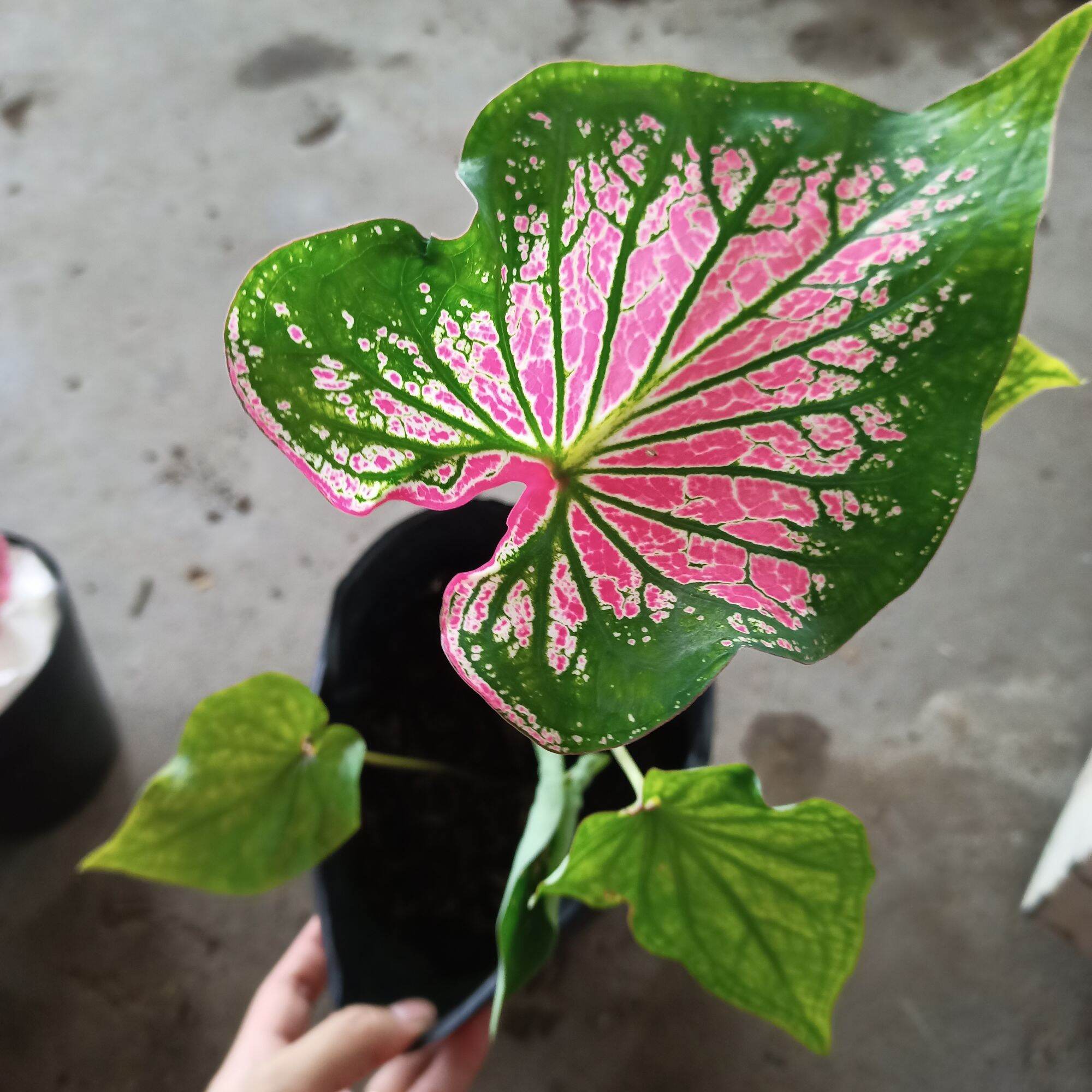 Củ môn thiên nga - thai beauty caladium