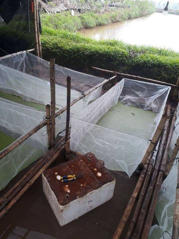 tráng nuôi ốc nhồi mới nở 2x1x0,6