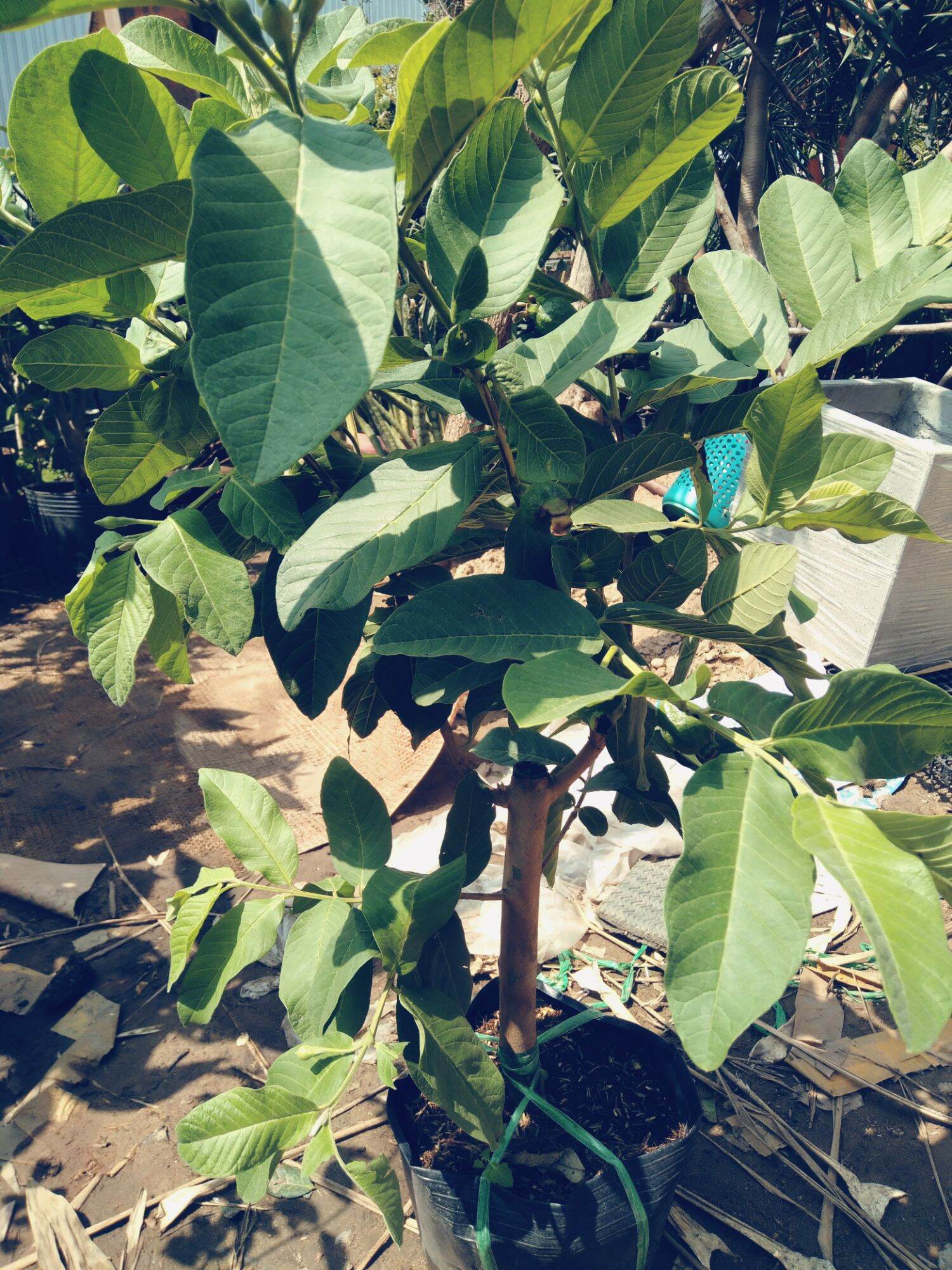 cây ổi lê  cây đẹp, gốc to, cao 1m. đang có bông trái