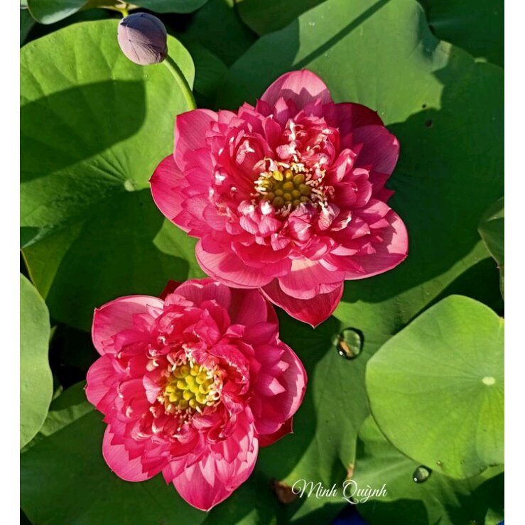 Củ sen Rosy sunshine
