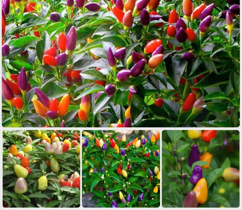 Hạt  Ớt  ngũ sắc  5 hạt  giống  chọn lọc