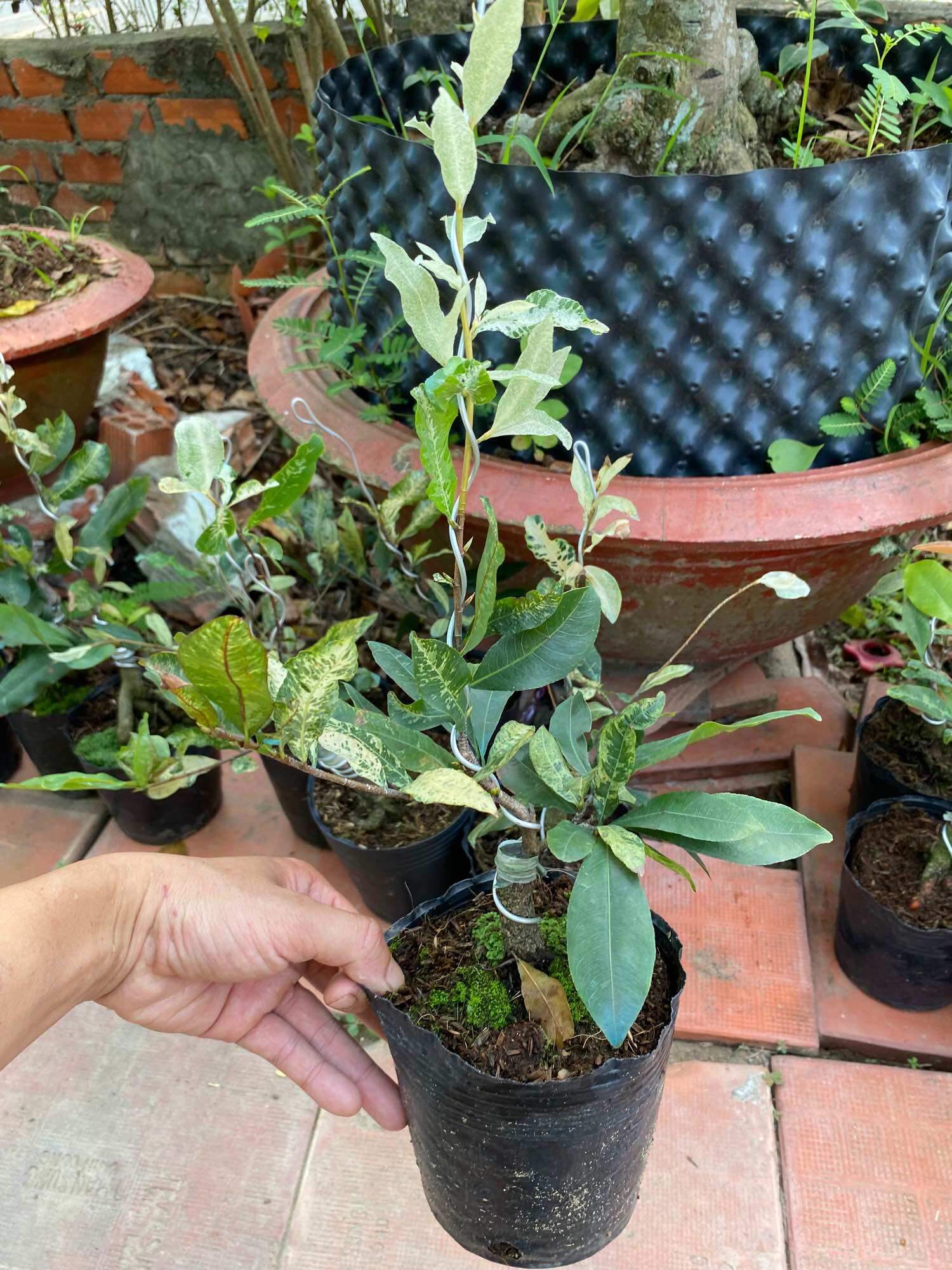 Cây Bạch Mai Đọt Đỏ ( cây giống )