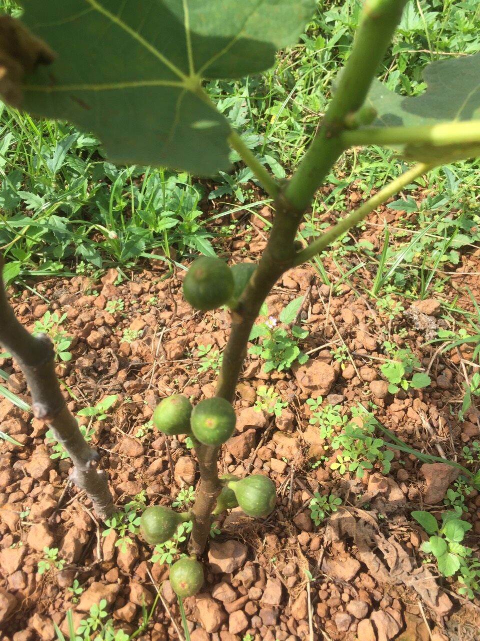 Phân trùn quế viên nén cao cấp 1kg