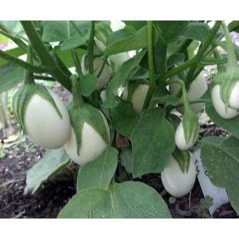 0.5 Gram Hạt giống cà pháo trắng siêu trái ăn ngon rất giòn, dễ trồng quanh năm