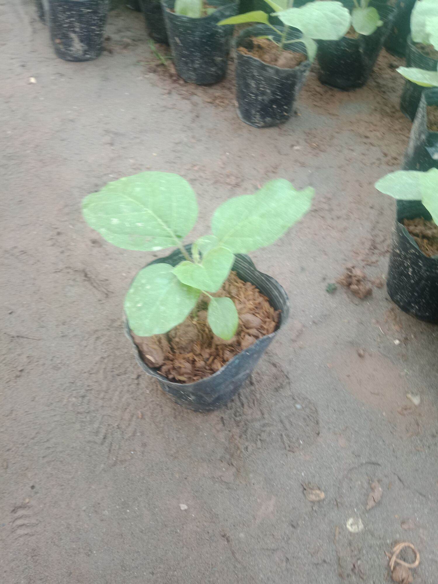 cây cà tím quả dài