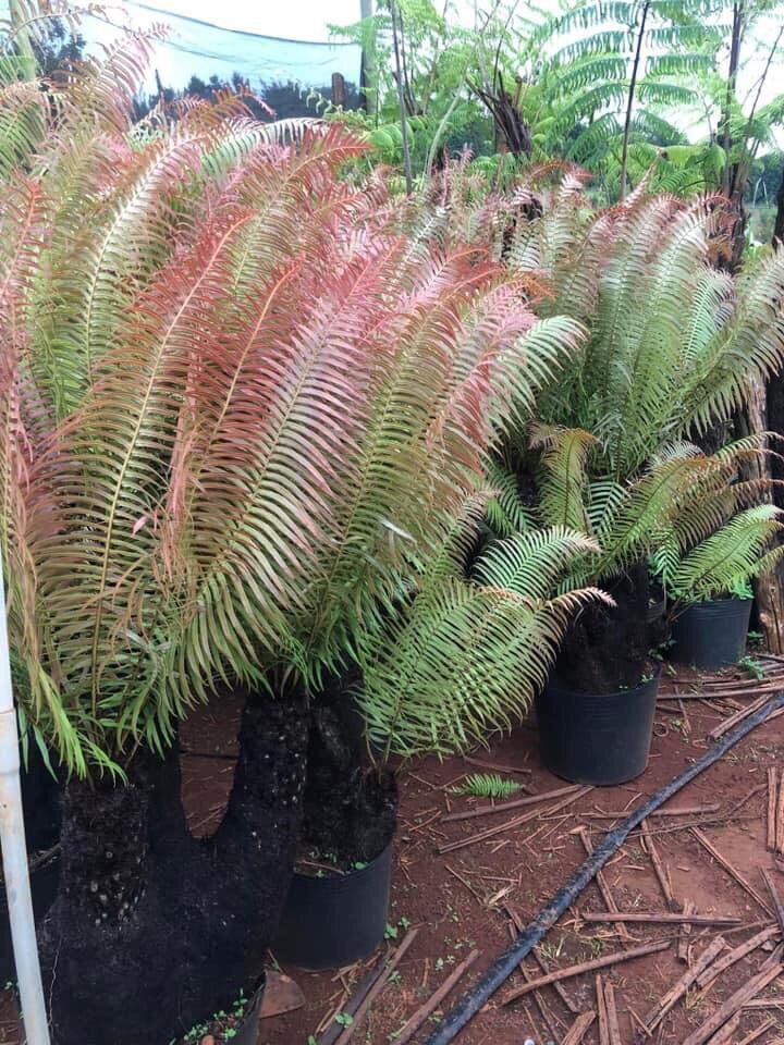 Cây dương xỉ cổ đại  thân gỗ  size nhỏ