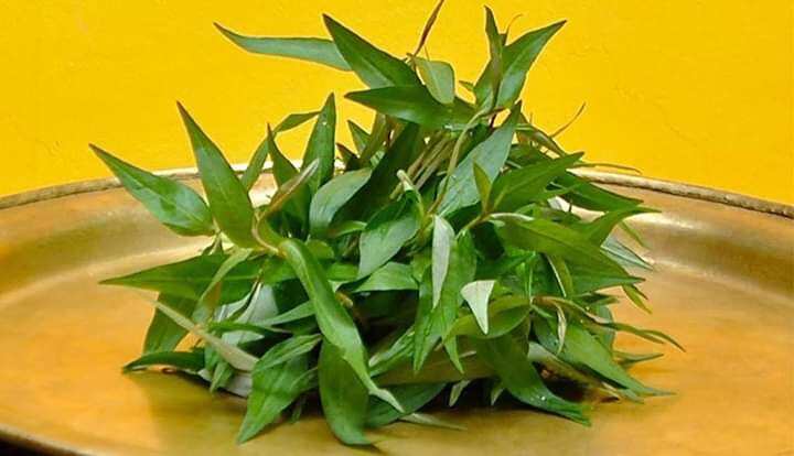 Cây giống rau răm