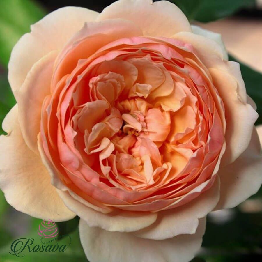 Hoa hồng Masora Rose - hồng leo, hoa thơm