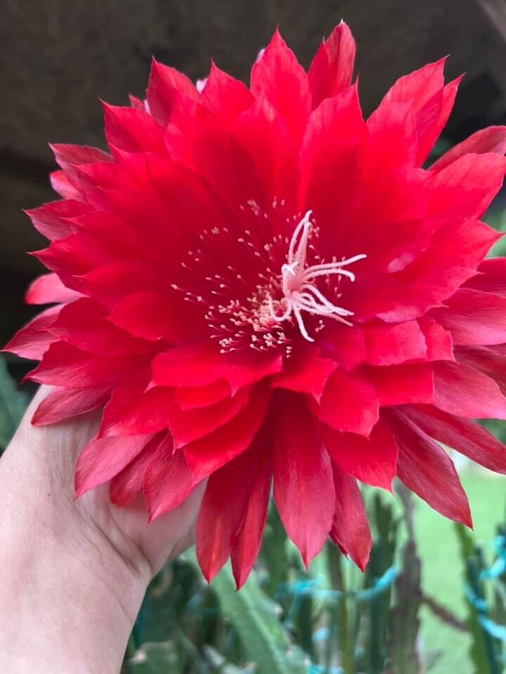 Hoa nhật quỳnh lá giống