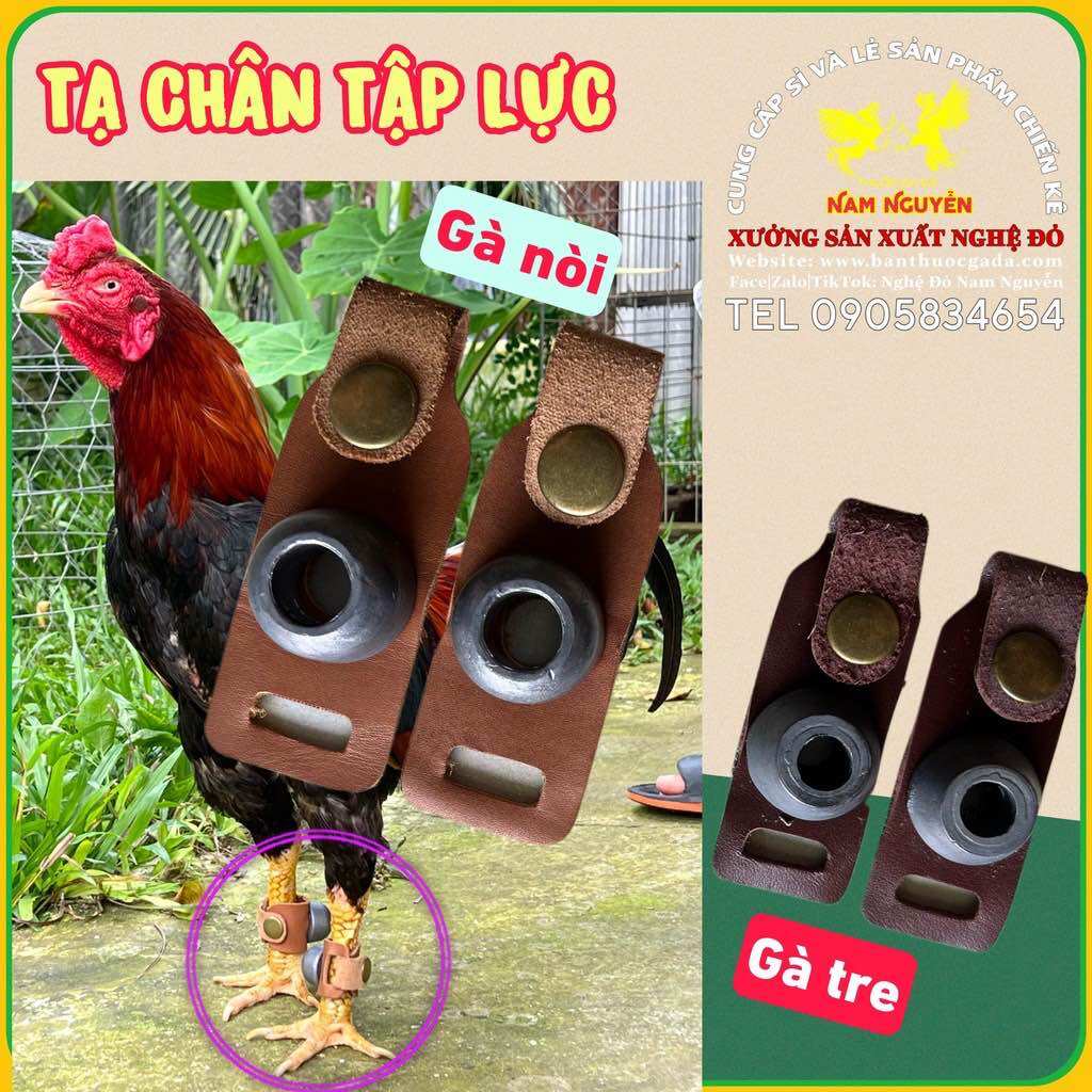 Tạ chì tập thể lực cho gà Tre/ Nòi