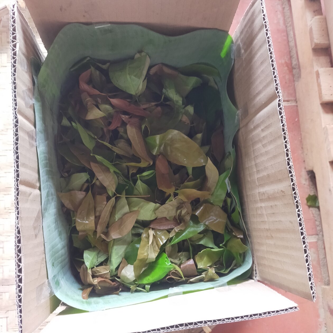 RAU NHÍP HÁI RỪNG - SHOP K'LONG