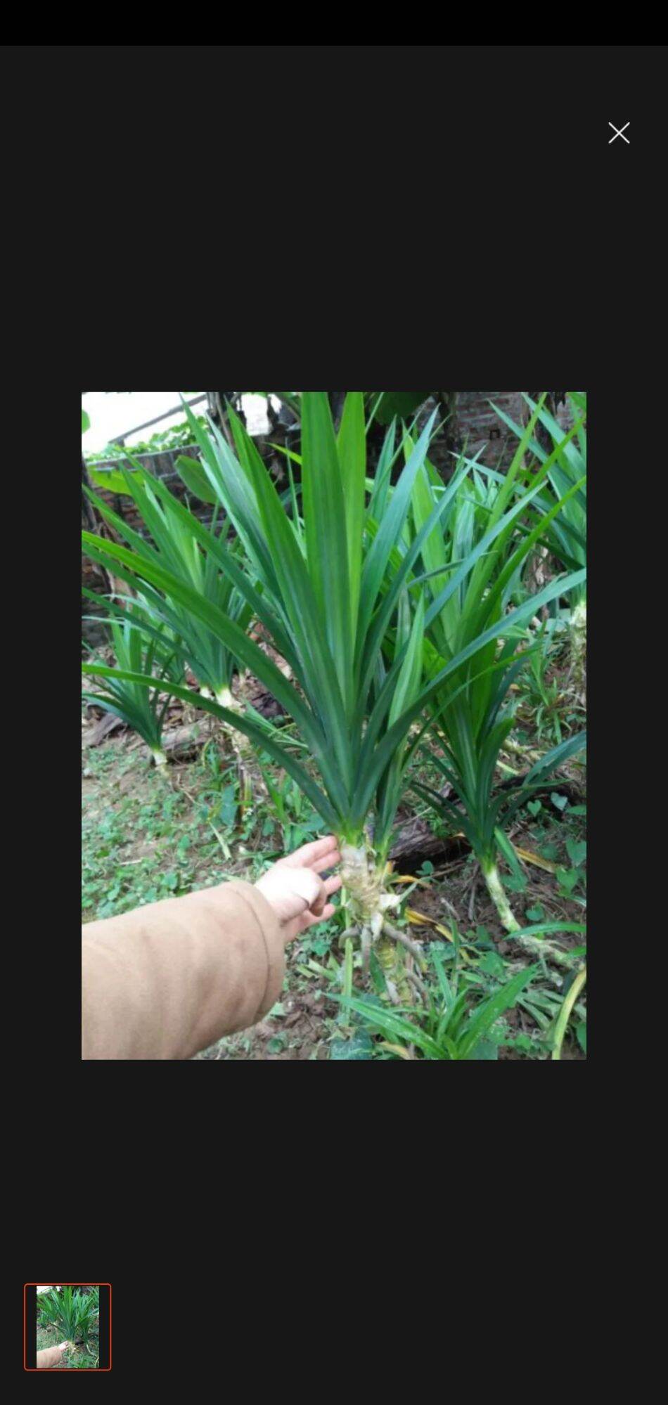 cây lá nếp ( lá dứa) làm giống cây cao 30cm
