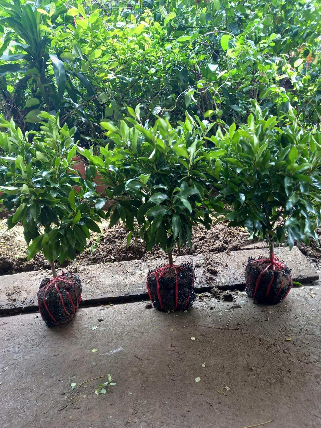 CÂY GIỐNG HOA LAN TIÊU