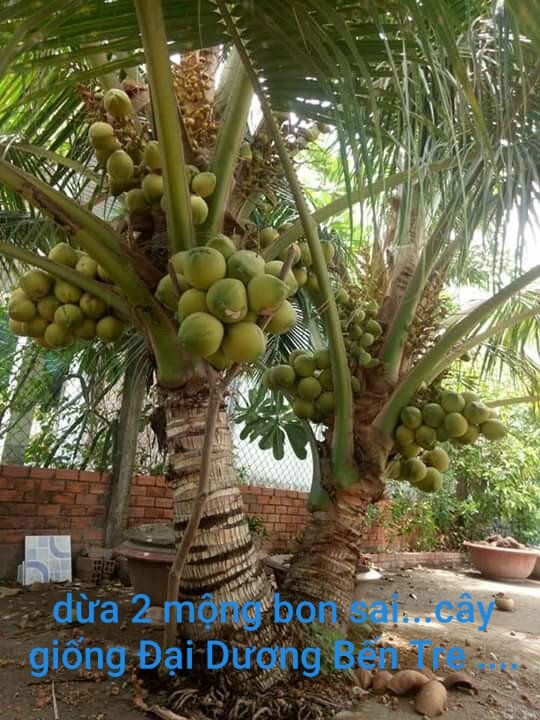 Dừa 2 mọng bon sai