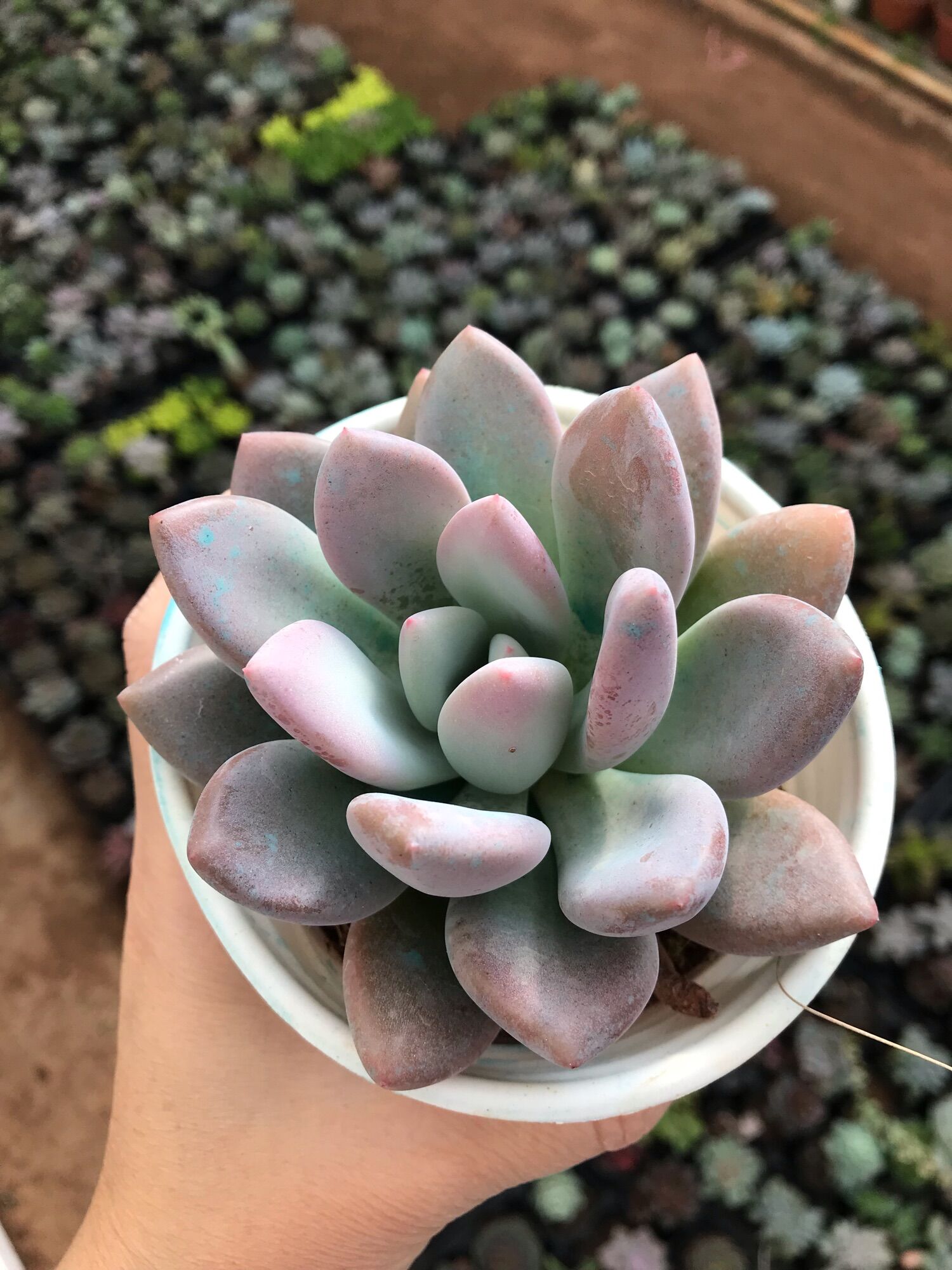 Sen đá sỏi hồng dài cute size trung