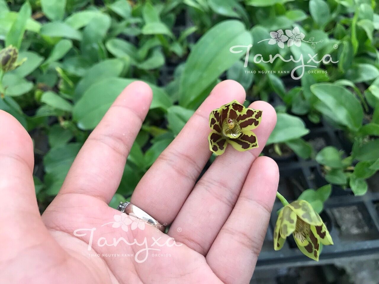 Vũ Nữ Hoàng Hậu Mini siêng hoa
