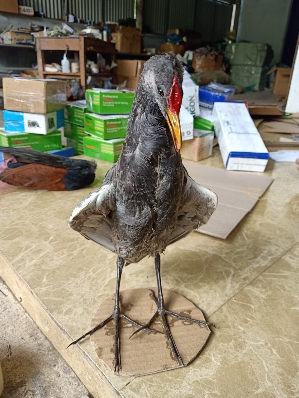Chim gà đồng trống giả nhồi keo