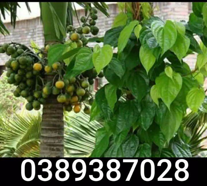 Trái cau, lá trầu