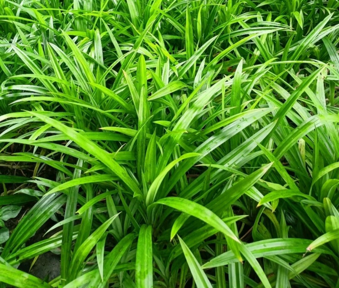 Lá dứa thơm - lá nếp - tươi, sạch, 1kg