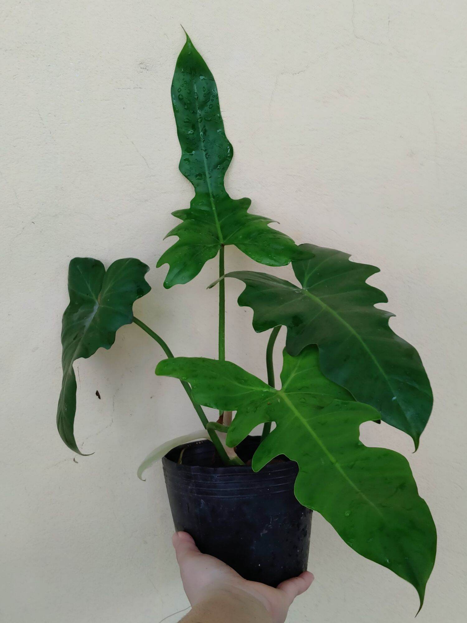 Philodendron golden dargon- Trầu rồng vàng