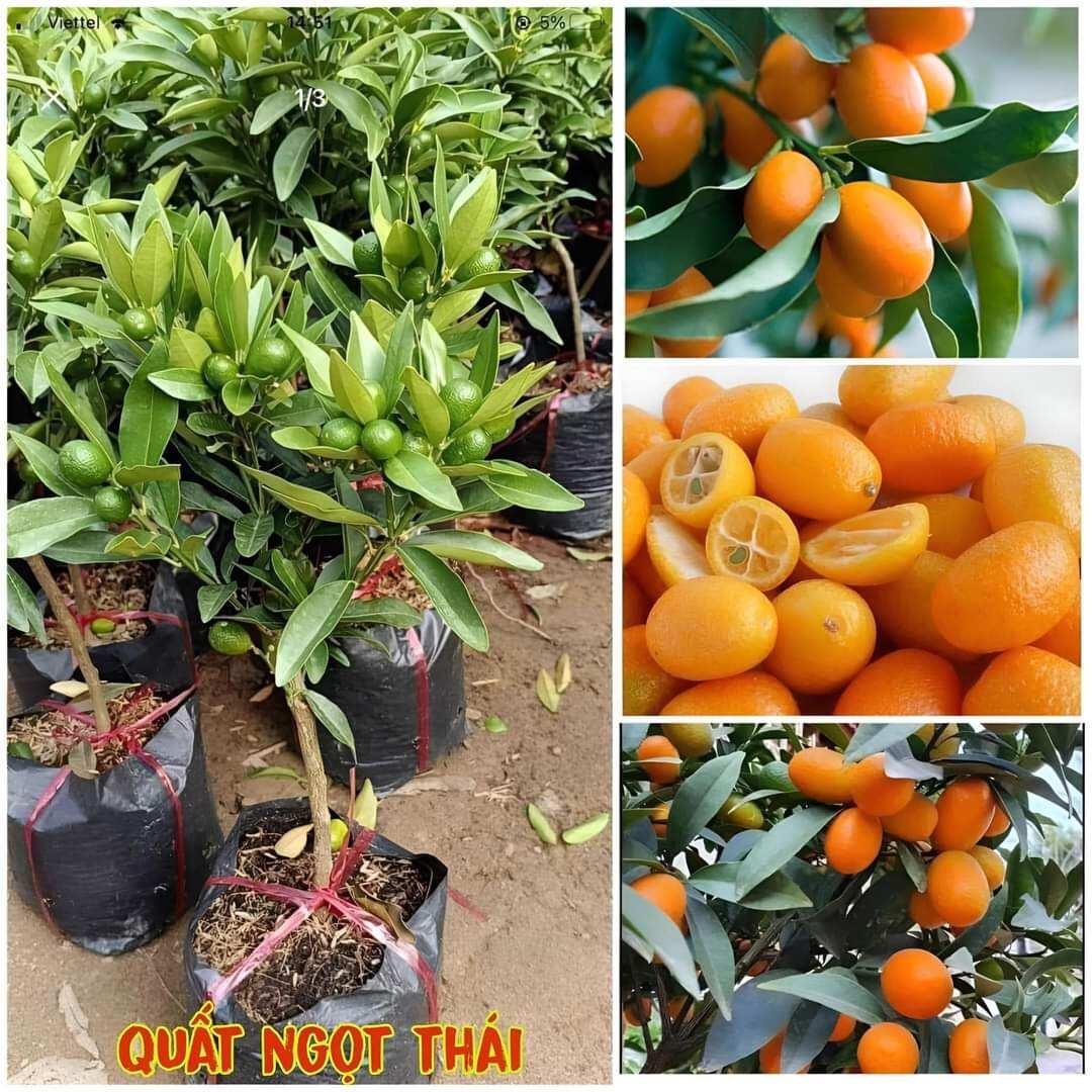 Cây tắc tắc ngọt chuẩn giống