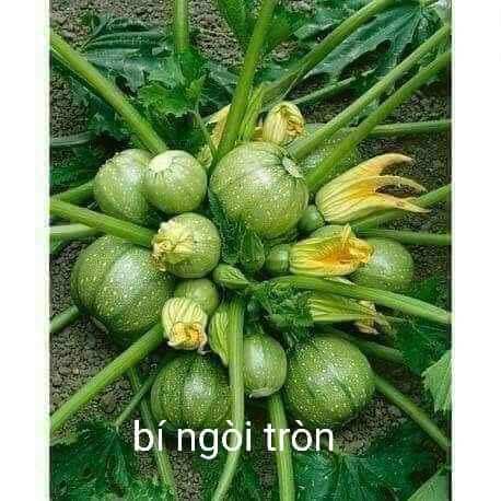 Hạt giống bí ngòi tròn