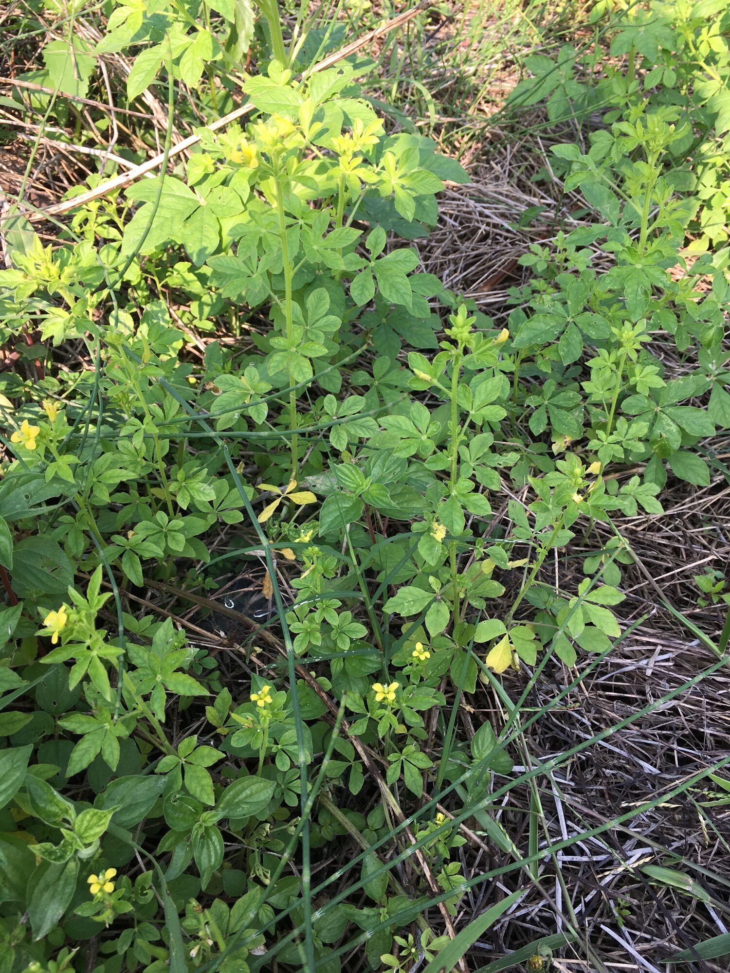 Cây mần ri hoa vàng 0,5kg