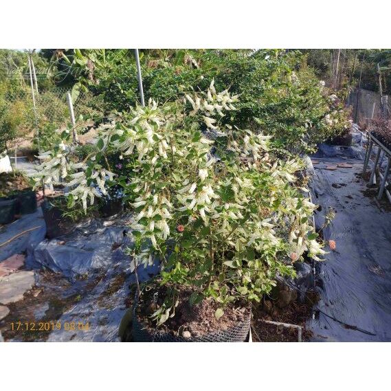 Cây Hoa Bạch Trầm Hương