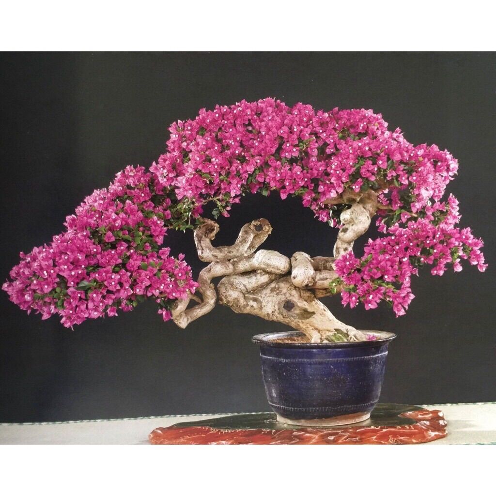 phân bón siêu hoa giấy