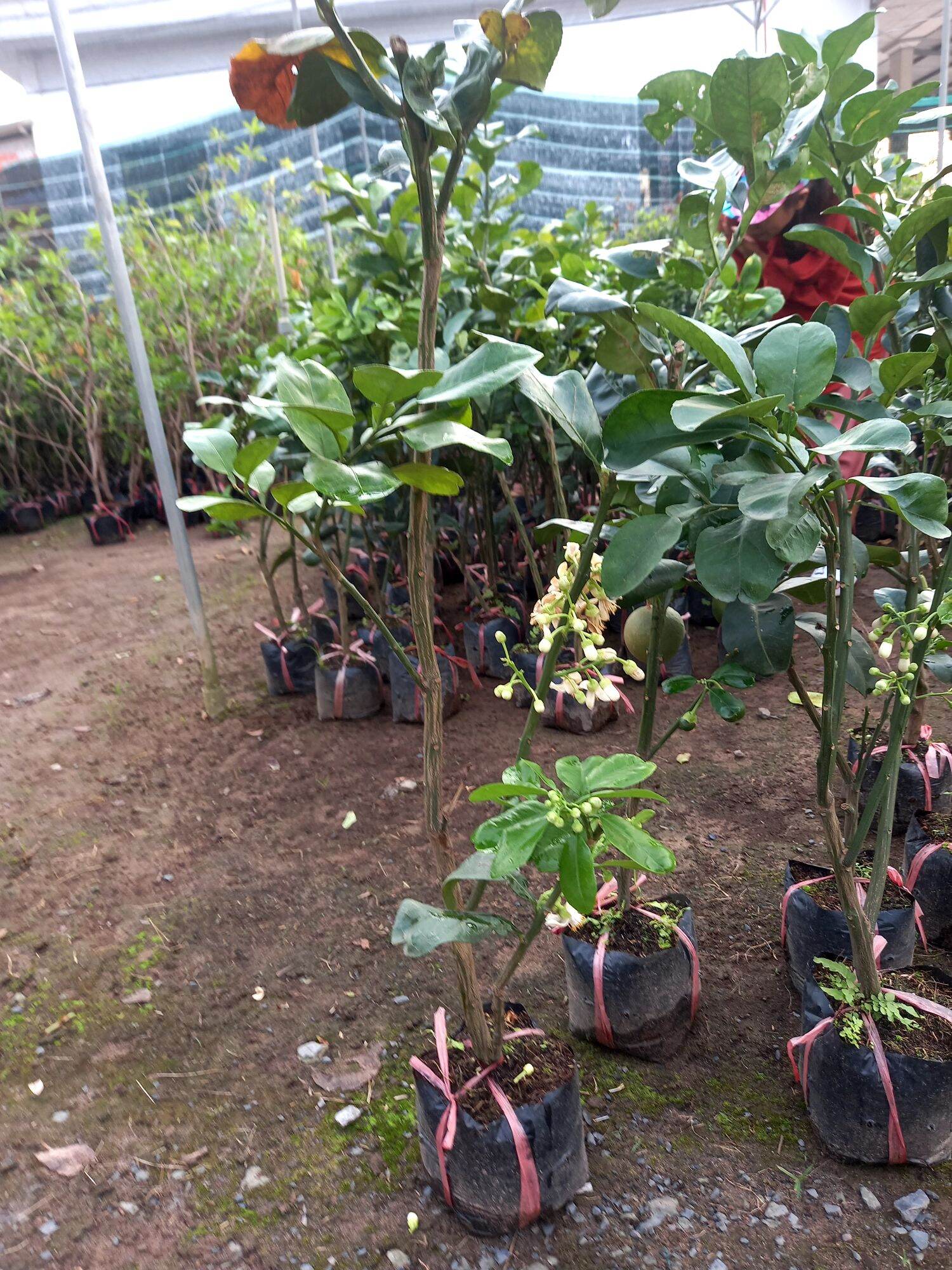 cây bưởi da xanh ruột đỏ