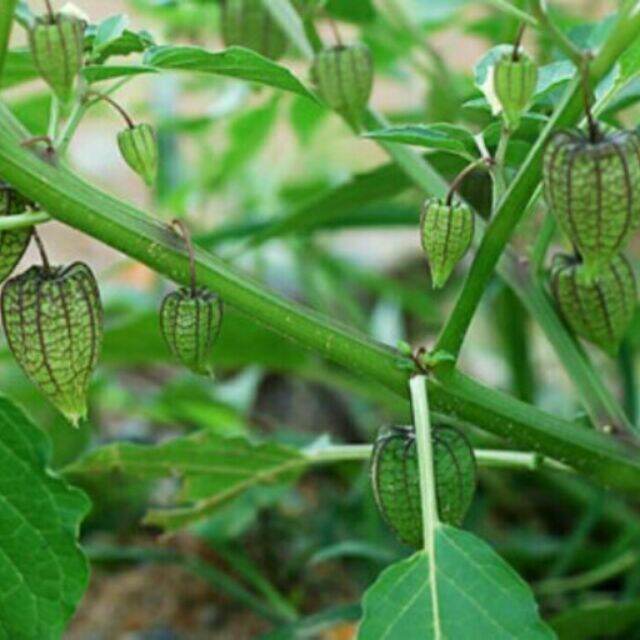 Cây thù lù khô 69k 1kg