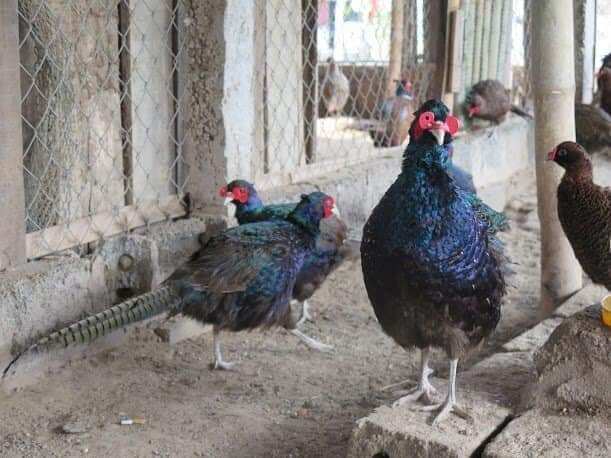 10 kính đeo chống cắn mổ ở gà, chim trĩ