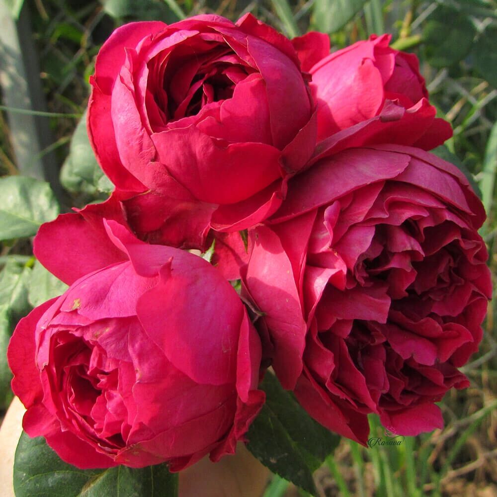 Hoa hồng leo Pháp Red Eden rose - hoa thơm, màu đỏ nổi bật