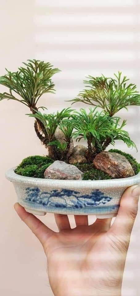 [Freeship] 04 cây trường sinh thảo, không bao giờ chết, bonsai mini để bàn rẻ, đẹp, có công dụng diệu kỳ trong y học. Dừa bonsai Ninh Thuận QMP071121.