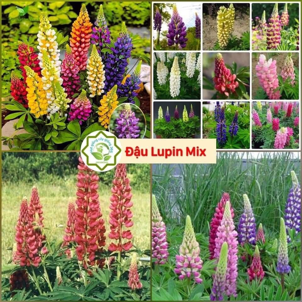 Hạt giống hoa đậu lupin mix màu