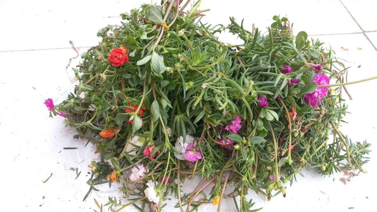 1kg Cành mười giờ 10 màu 59k