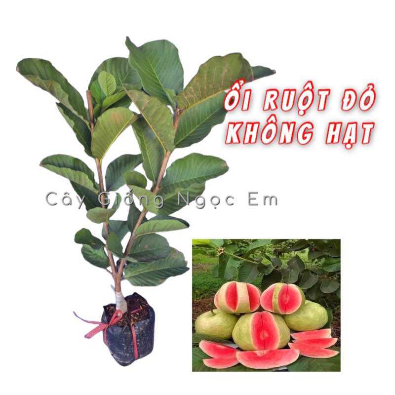 Cây Giống Ổi ruby Ruột Đỏ không hạt _Cây trồng chậu và dễ trồng