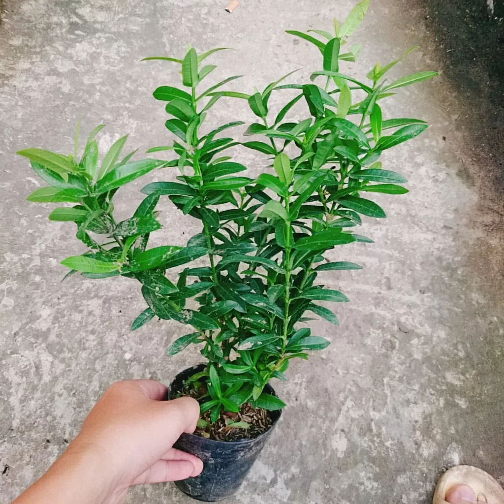 Cây hoa mẫu đơn ngũ sắc