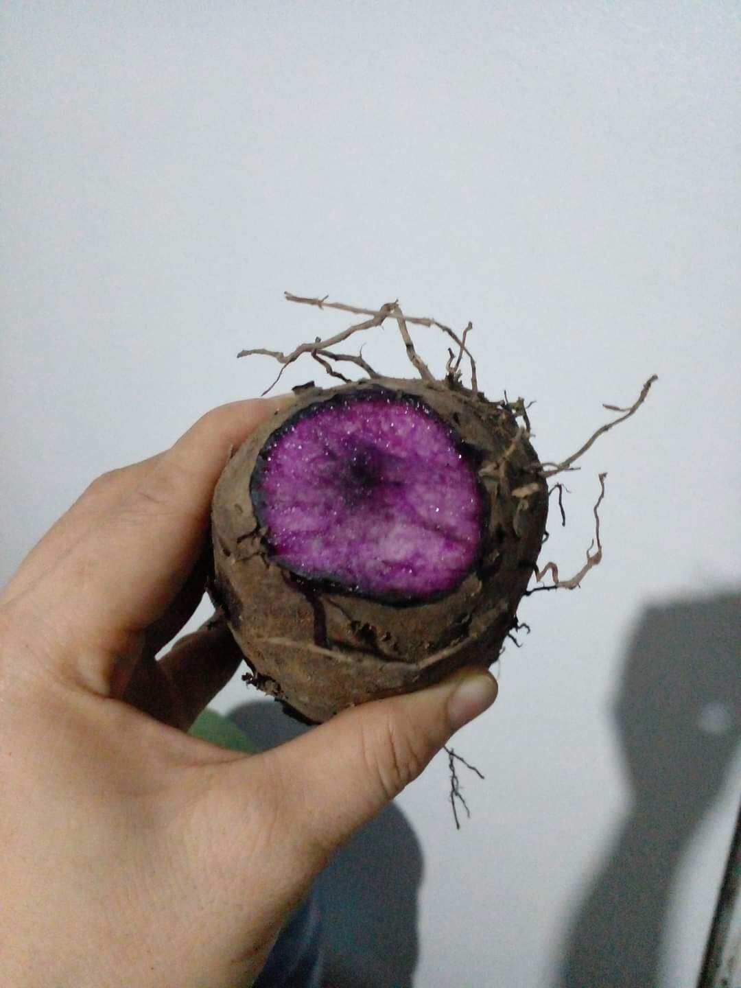 KHOAI MỠ tươi ú nu mới nhổ-1Kg