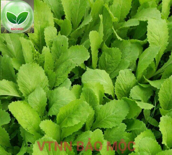 Siêu ra đọt - mập đọt - lá xanh - mướt lá - to lá