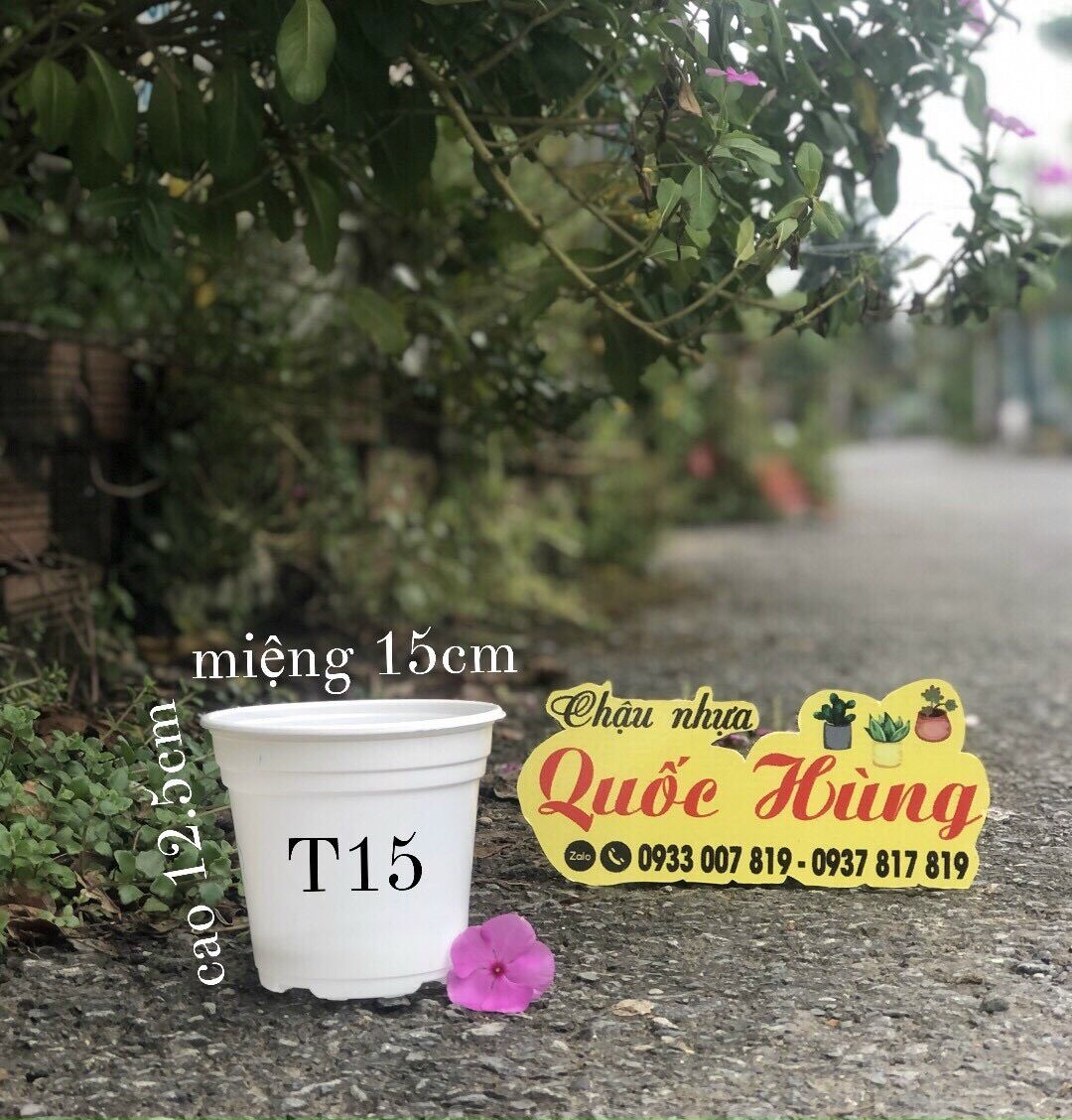 Combo 10 chậu nhựa trắng trồng sen đá T15