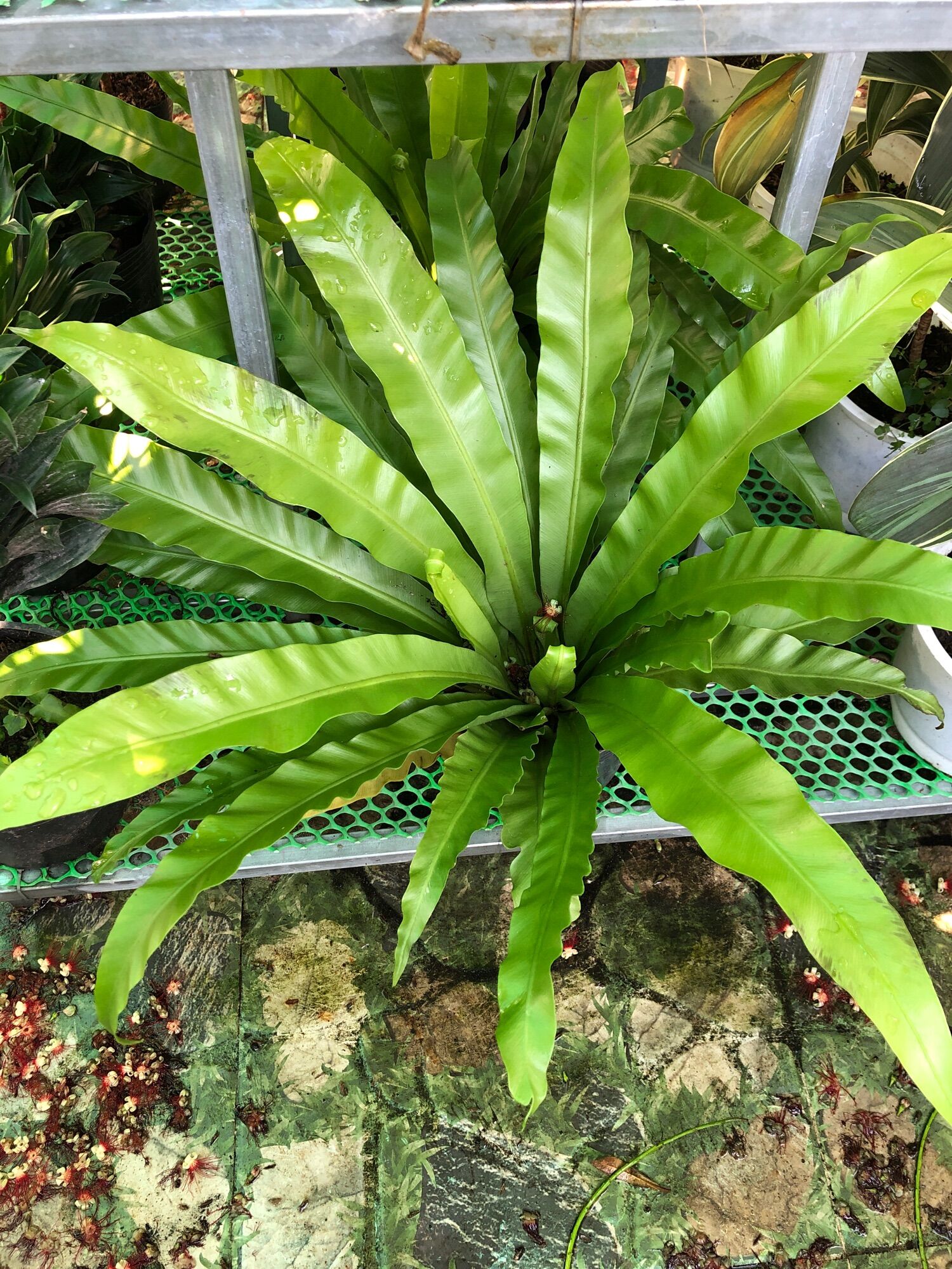 Cây tổ Phụng