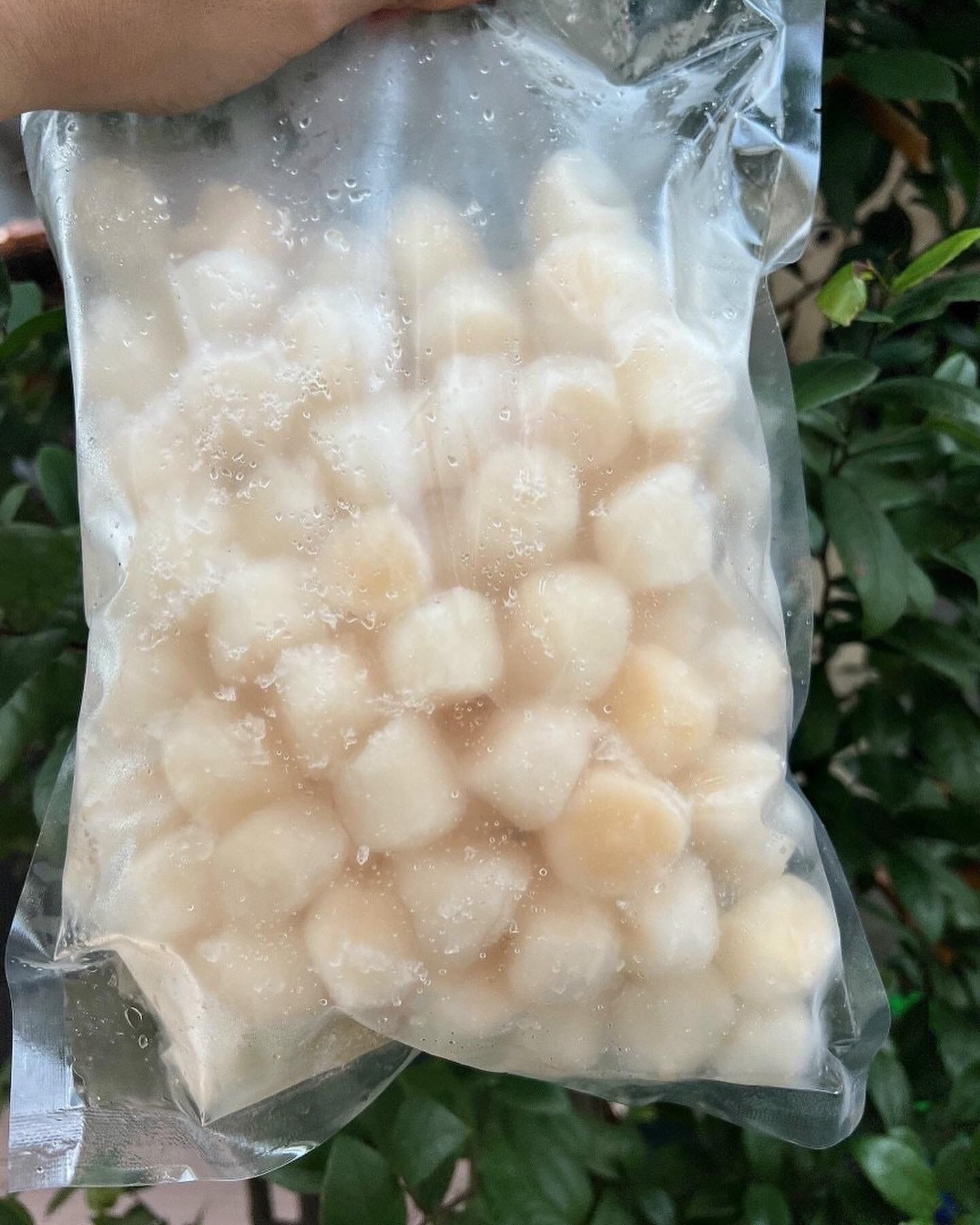 [HCM] CÒI SÒ ĐIỆP 500GR NET 7