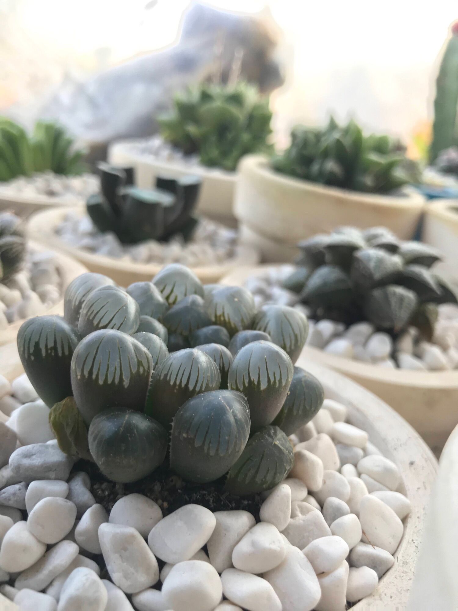 Sen  đá Haworthia