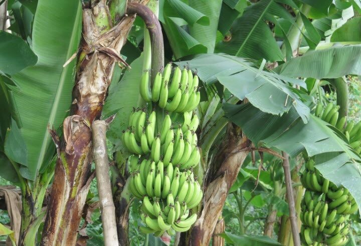 Cây chuối già hương - siêu trái
