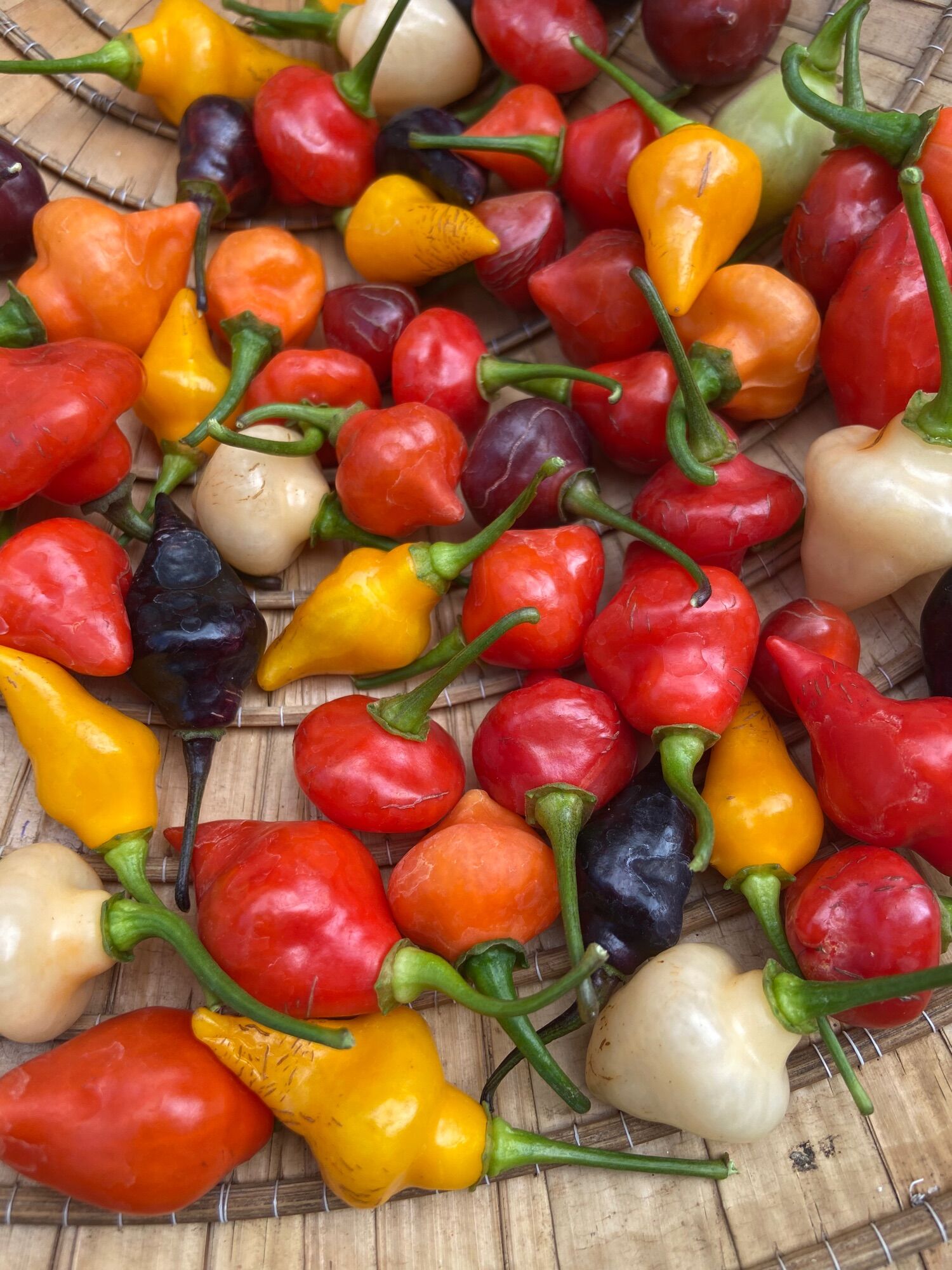 Combo 8q ớt ngọt cherry nhiều màu (đỏ, cam, vàng, hồng, tím)