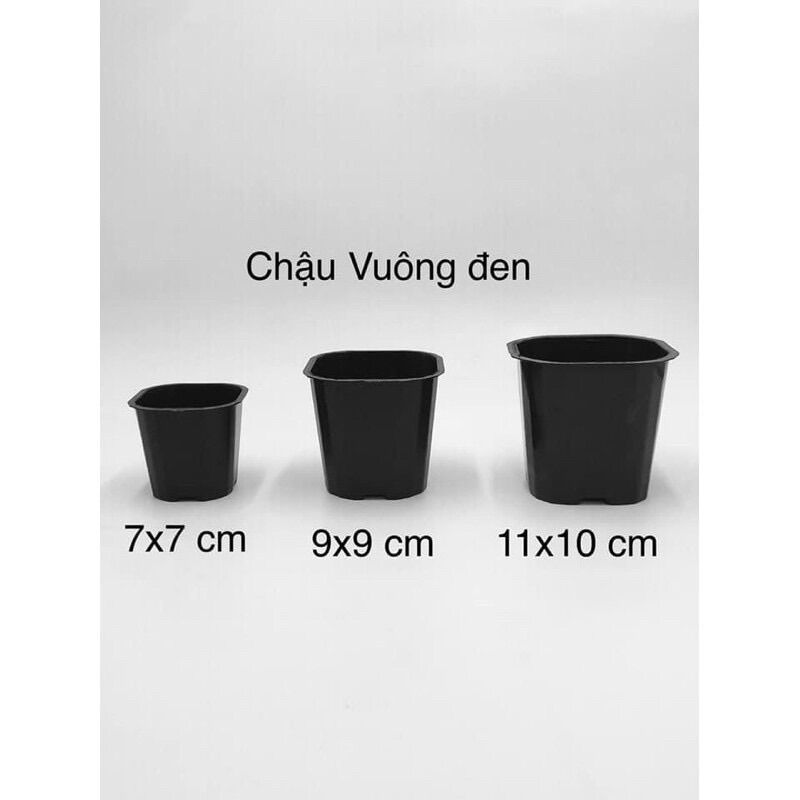 Chậu Nhựa Vuông 9x9cm