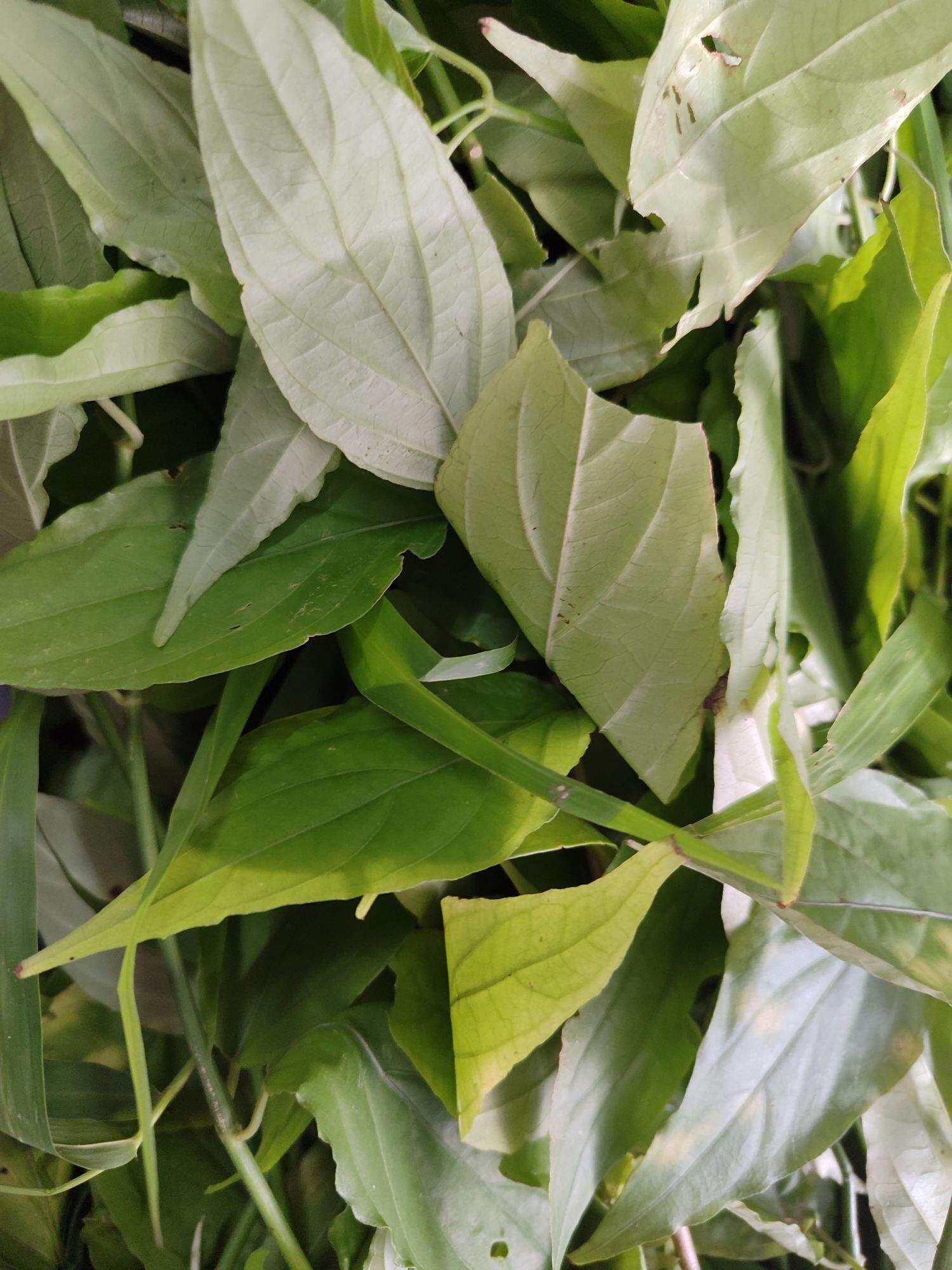 Bìm bịp tươi 1 ký